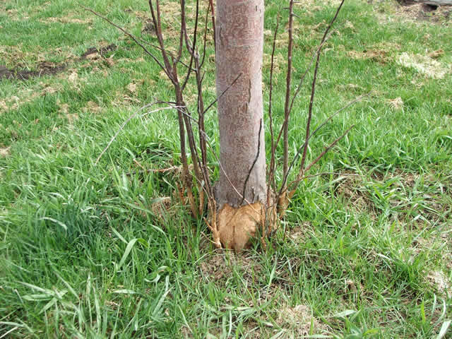 vole tree damage